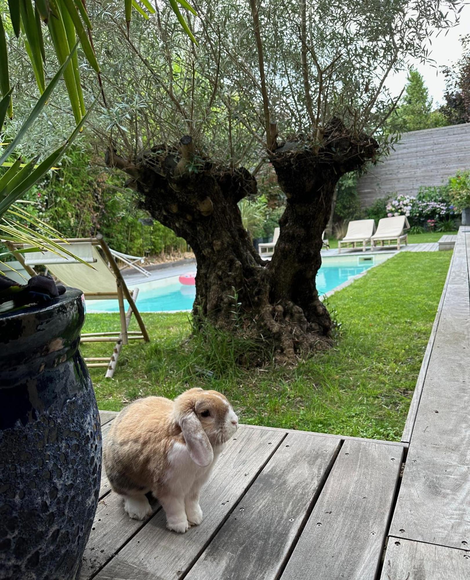 Les Penates Bordelaises - Maison D'Hotes - Guesthouse Bordeaux Eksteriør billede